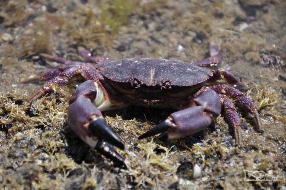 Um legítimo caranguejo hermano na praia de Las Grutas, na Argentina